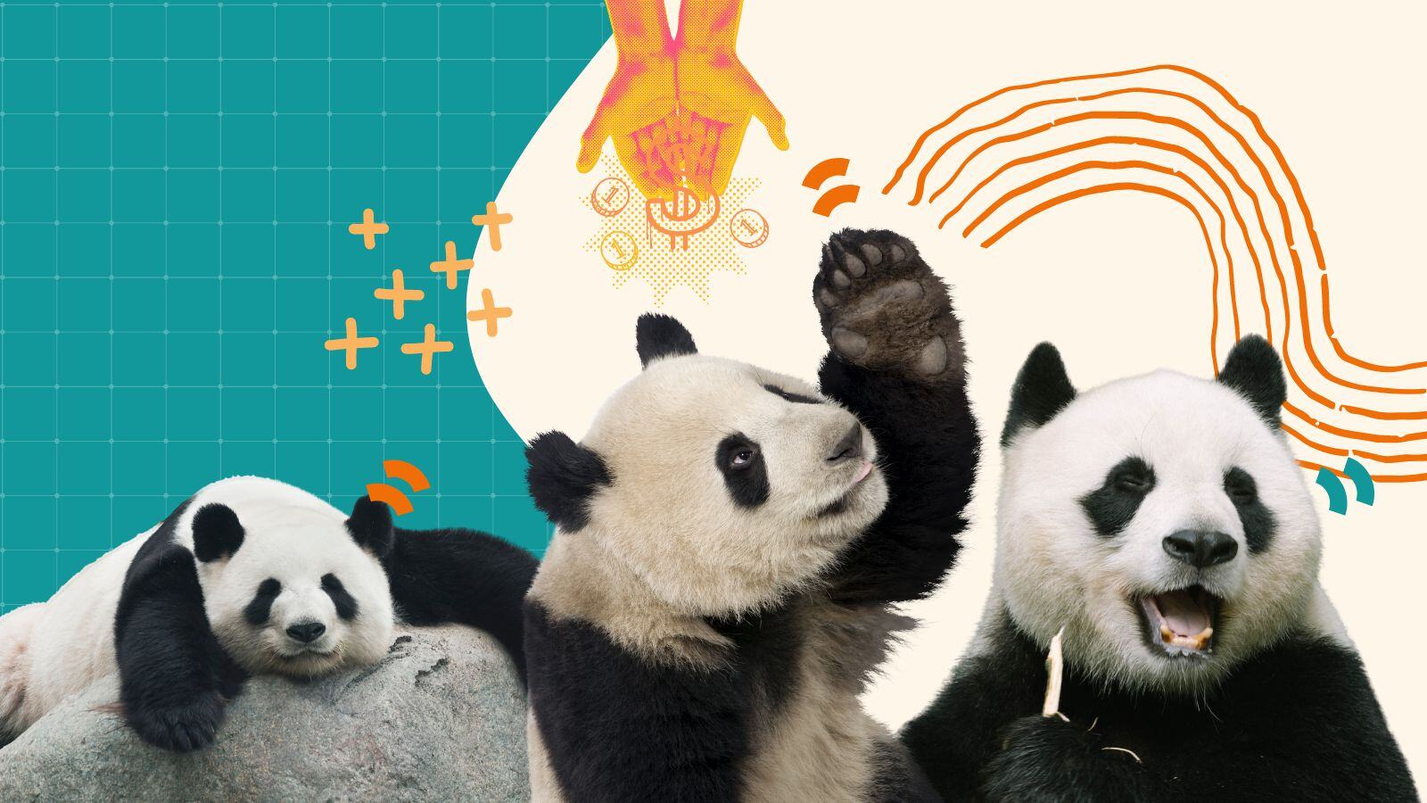 A panda snoozes, exhausted; one raises his hand as if in questioning; and another smiles happily.