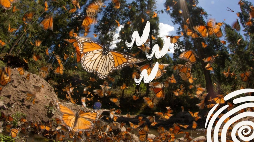 Monarch migration blog image